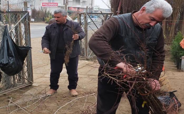 Kayısı Fidanı Yok Satıyor